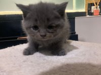 British shorthair blue point ve gri dişi yavru