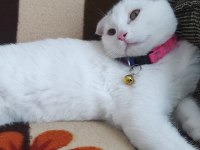 SCOTTİSH FOLD KEDİLERİMİZİ ÜCRETSİZ VERECEĞİZ