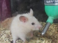 GONZALES, SURİYE HAMSTER VE PANDA MİCE
