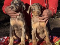 Türkiyede ilk ve tek özel renk doberman yavrular