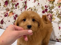 RED MALTİPOO BİBLO KIZIMIZ