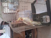 Erkek sultan papağanı 4 aylık