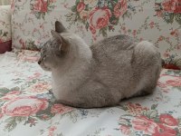 British shorthair ücretsiz sahiplendirme