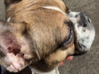 7 aylık dişi french bulldog