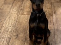 A++ Kalite Anne Baba Şecereli Doberman Yavrular