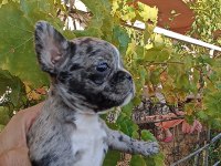Anne altından eşsiz sağlıklı french bulldog yavrularım