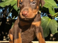 KIZIL SAFKAN IRK GARANTİLİ DOBERMAN BEBEKLERİM