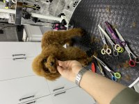 KORE KAN IRK VE SAĞLIK GARANTİLİ MİNİ ERKEK POODLE