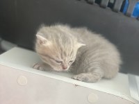 3 minik yavru british shorthair