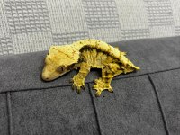 Crested gecko