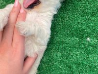 Maltese terrier uygun fiyat 6 erkek 1 dişi