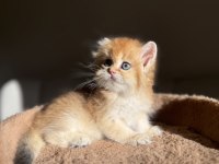 Ny11 Golden Mükemmel Kalite British Longhair Kedisi
