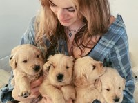 Golden Retriever Yavrular İstenirse Kapınıza Teslim