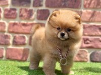Türkiyenin en küçük köpekleri pomeranian boo