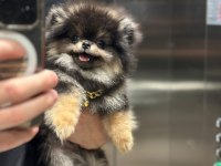 Ayı Surat pomeranian boo erkek dişi