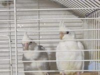 Satılık Sultan Papağanı Albino Lutino Wifi