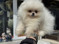 Petmode Köpek Çiftliğinden Pomeranian Boo