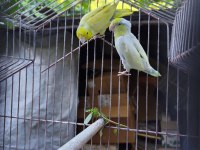 2 Adet Forpus Papağanı