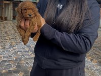 Toy poodle köpeğimiz