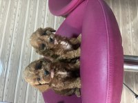 CAVAPOO kavapo