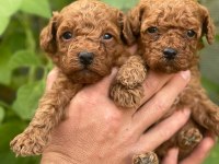Irk garantili poodle bebeklerimiz için geç kalmayın