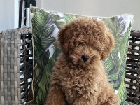Toy poodle 2 numara aşılı