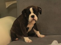 Avrupa standartlarında İngiliz bulldog