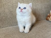 A kalite safkan british shorthair yavrular