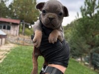 Oyuncu french bulldog bebekler