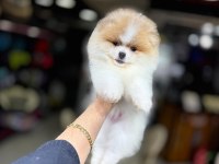 Pomeranian boo köpeği