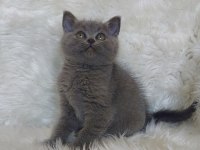 SAFKAN BRİTTİSH SHORTHAİR
