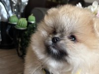 Pomeranian Boo Orjinal