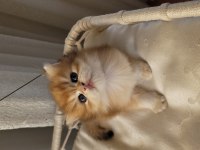 Son Golden British Longhair Erkek