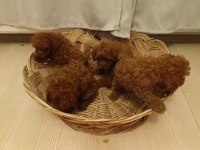Red brown toy poodle bebekler yeni yuvalarını bekliyorlar