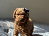 Güzeller Güzeli Poodle Bebekler