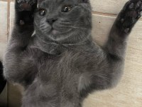 Ücretsiz British Longhair Afacan Oğlum Tokyo