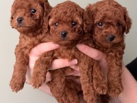 Kore Toy Poodle Yavruları