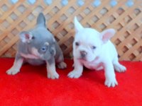 LİLAC AND PLATINUM DİŞİ VE LİLAC TAN QUAD FRENCH BULLDOG