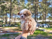 Orjinal Maltipoo yavrularımız