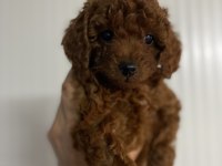 Red brown kore erkek ve dişi toy poodle yavrular