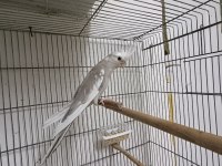 Wf cinnamon pied 2 aylık sultan papağanı yeme düştü