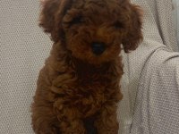 TOY POODLE BEBEKLER