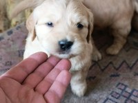 Baby Face Golden Retriever Yavrular