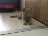 Lilac yavrularımız scottish fold