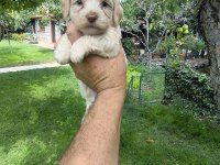 MALTİPOO YAVRULAR