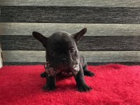 YURTDIŞI KAN HATTI EGZOTİK MICRO FRENCH BULLDOG YAVRULAR