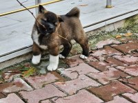 amerikan akita köpeği