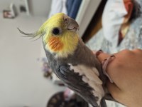 1.5 Yaşında Konuşan Sultan Papağanı