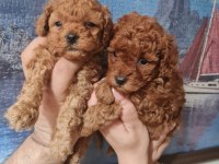 Toy Poodle Köpeğimiz Ankara Batıkent