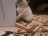 10 Mart doğumlu scottish fold yeni ailesini arıyor